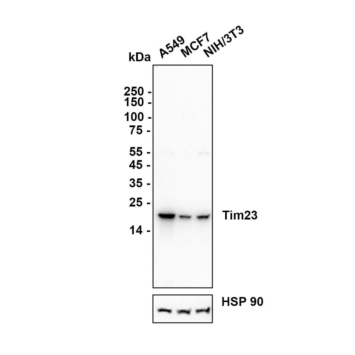 TIMM23 Antibody Western Blot: TIMM23 Antibody [NBP3-33018]
