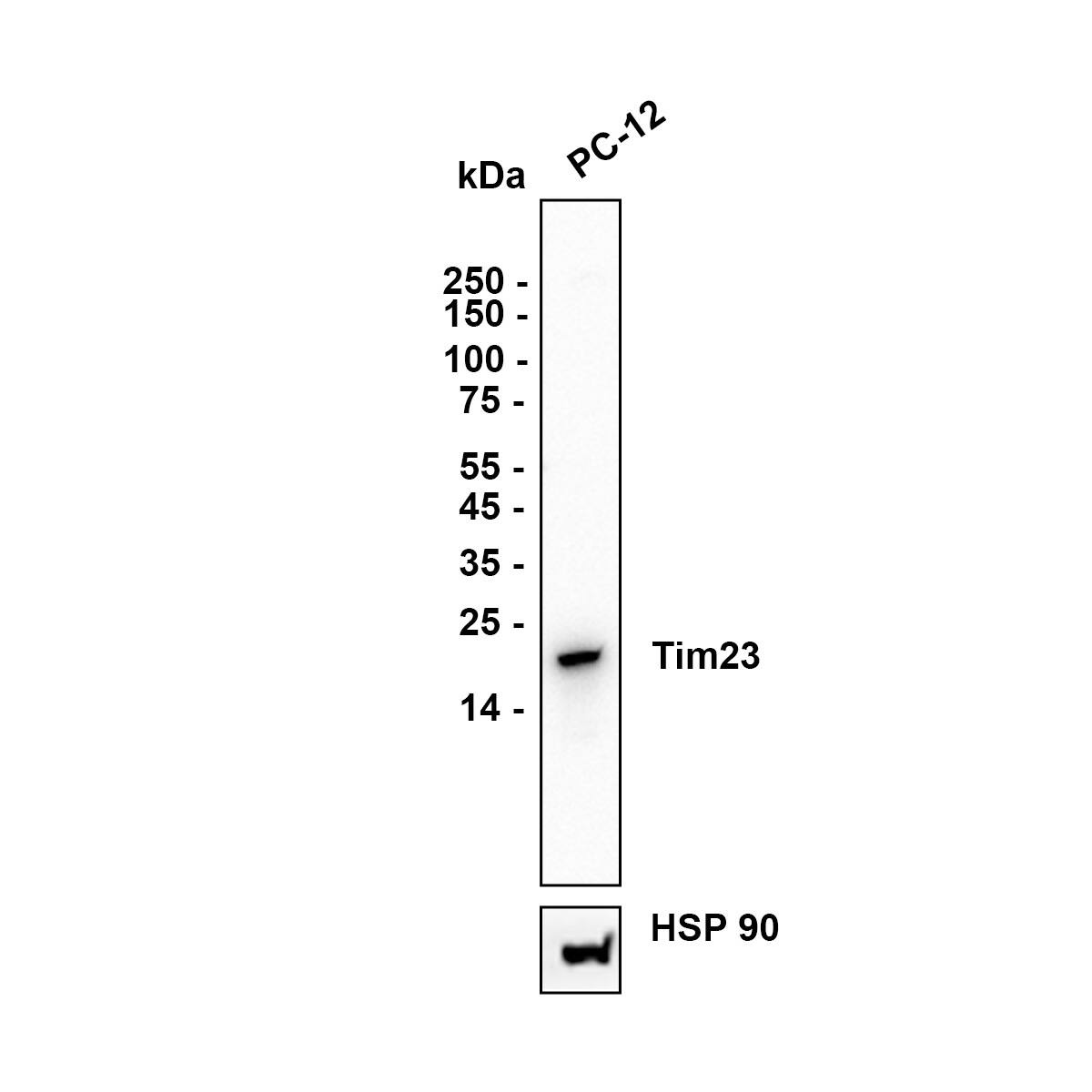 TIMM23 Antibody Western Blot: TIMM23 Antibody [NBP3-33018]