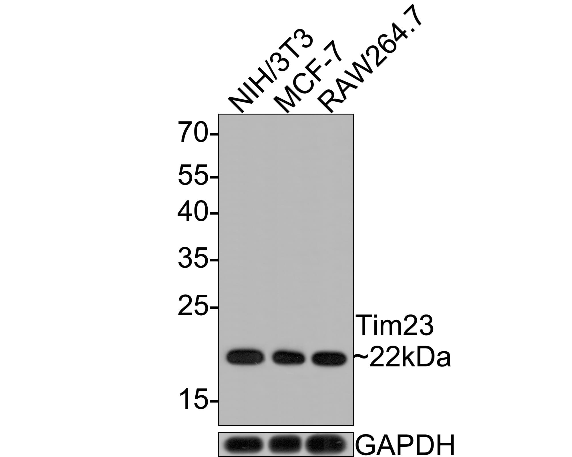 TIMM23 Antibody