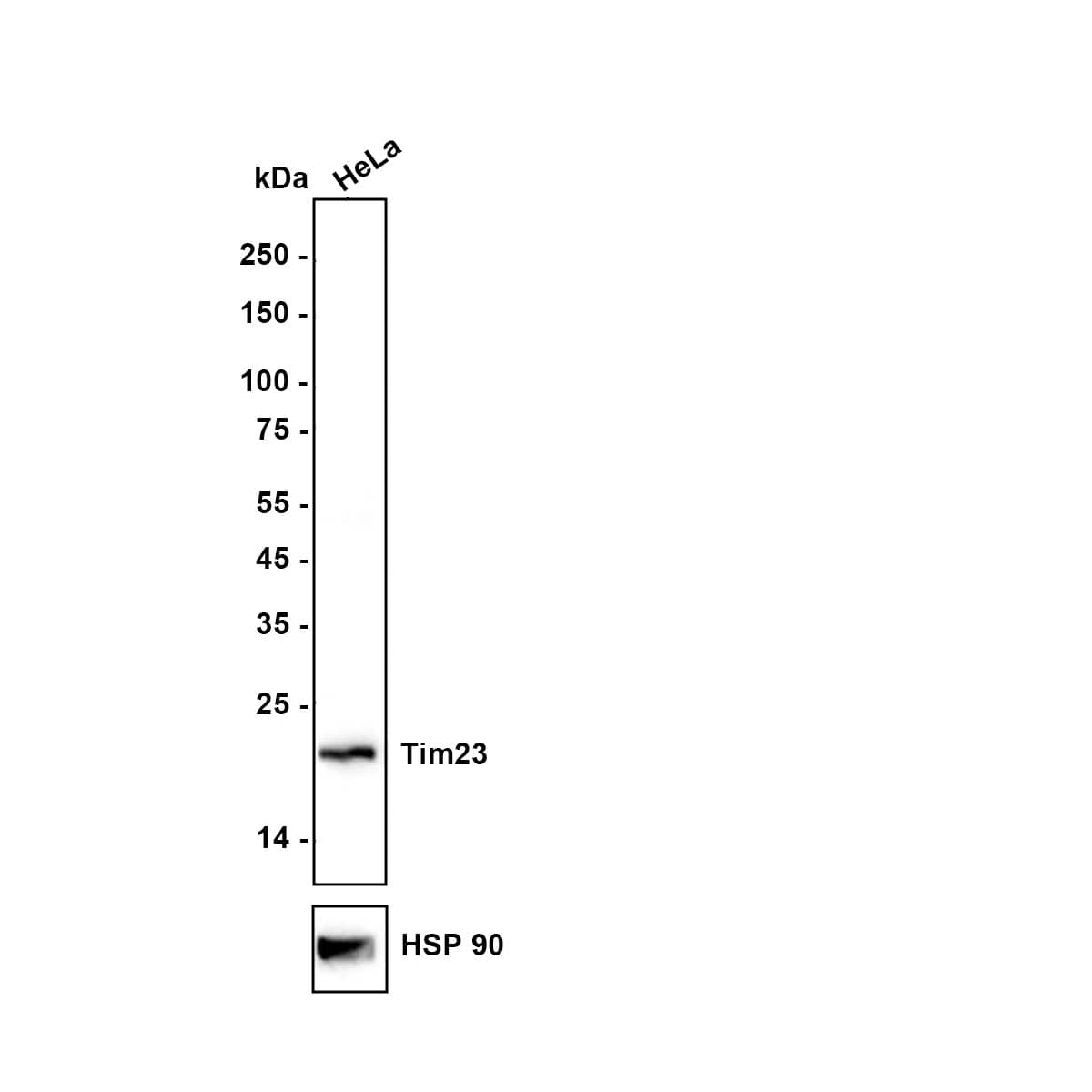 TIMM23 Antibody Western Blot: TIMM23 Antibody [NBP3-33019]