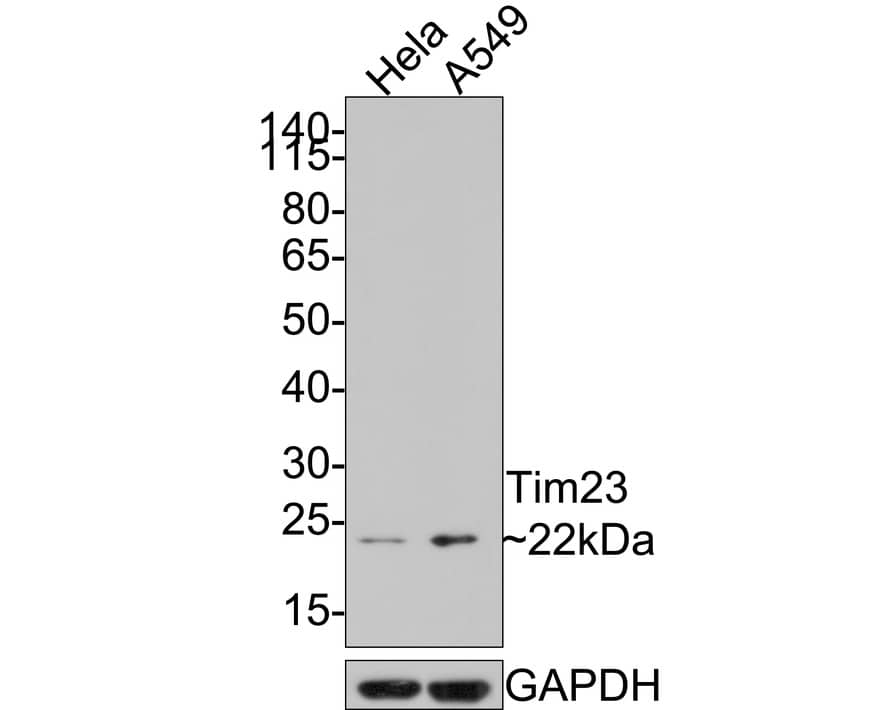 TIMM23 Antibody