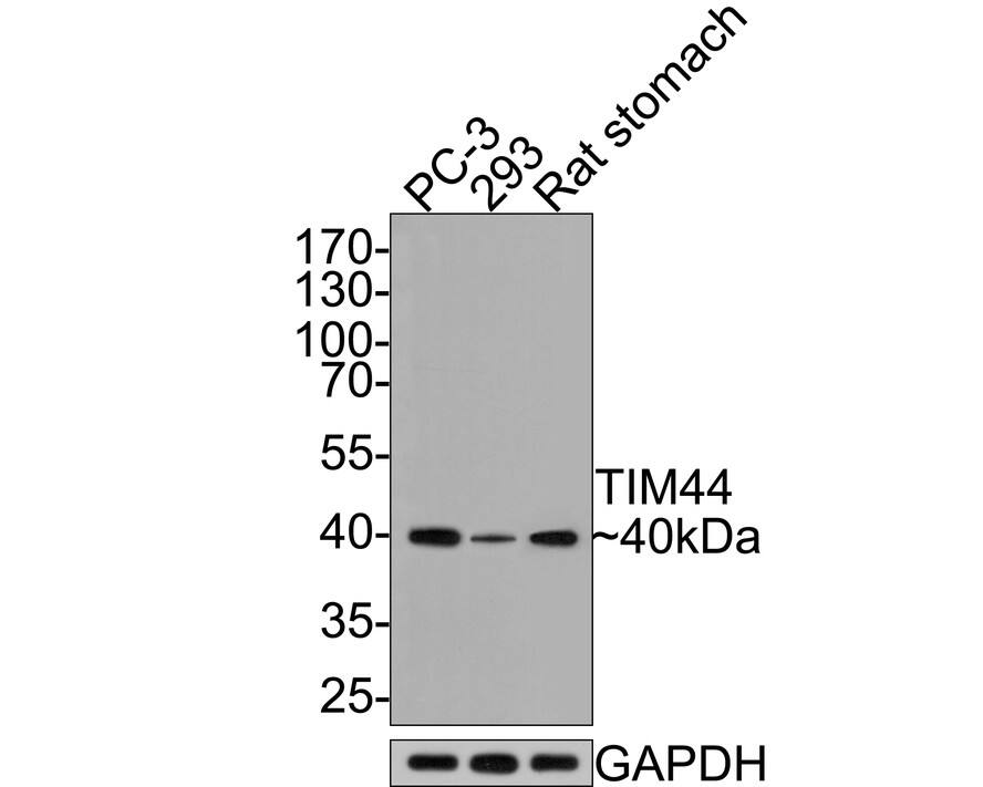 TIMM44 Antibody (JE65-55)