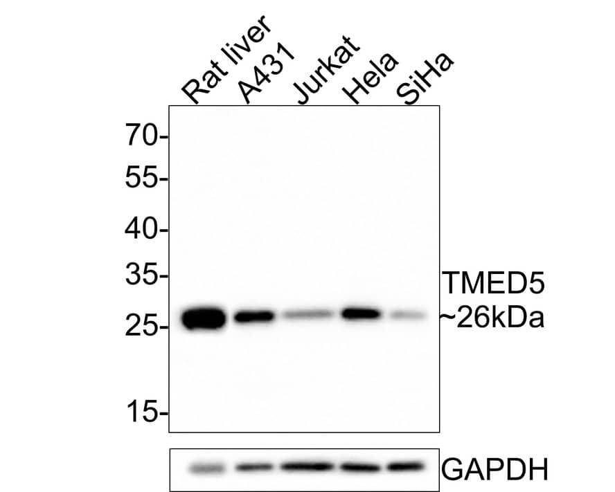 TMED5 Antibody