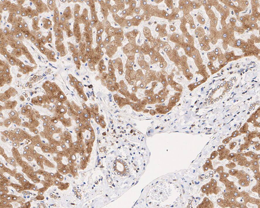 TMED9 Antibody (A9A8-R)