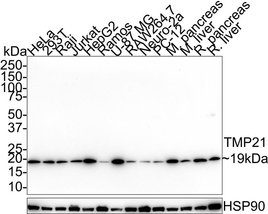 Tmp21/p23 Antibody (PSH01-40)