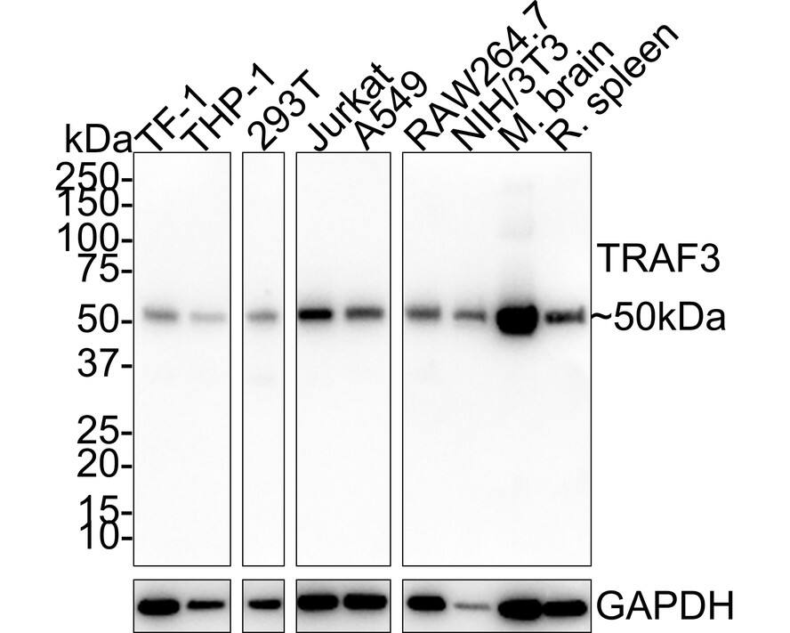 TRAF-3 Antibody (PSH01-30)