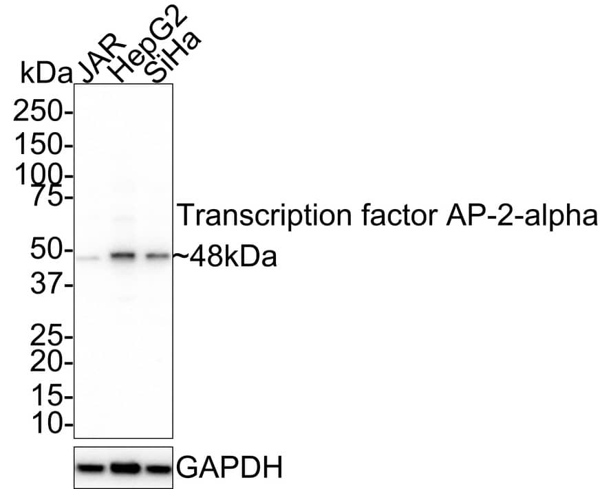 AP2 alpha Antibody (PSH02-05)