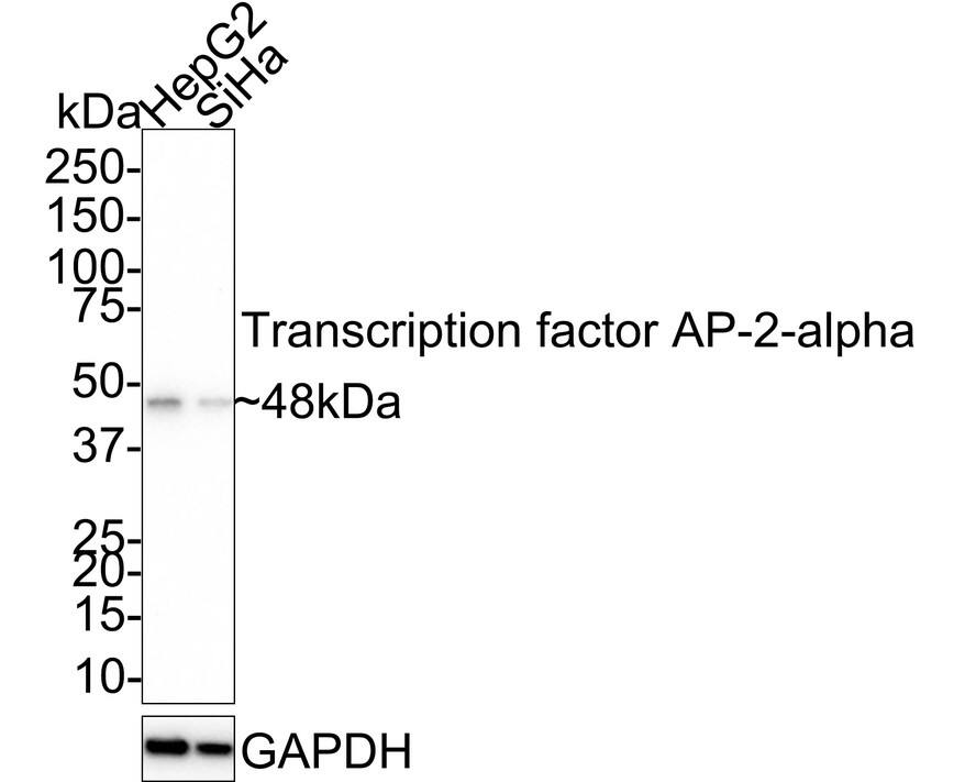 AP2 alpha Antibody (PSH02-06)