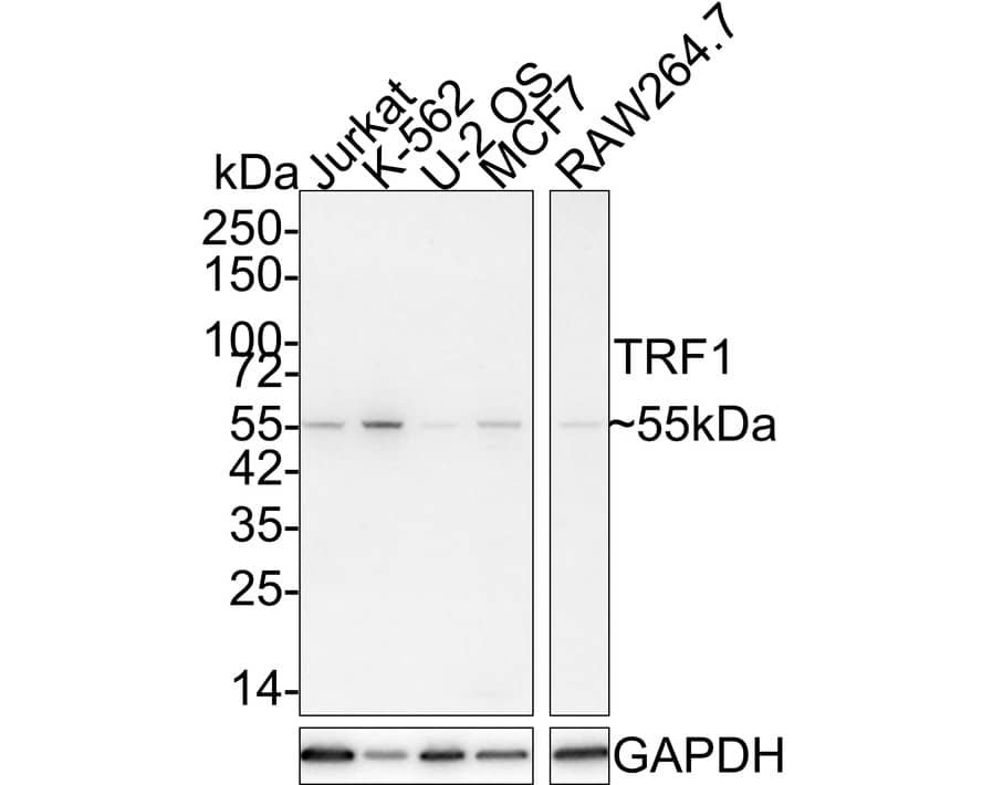 TRF-1 Antibody (JE59-70)