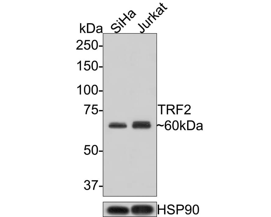 TRF-2 Antibody (JE37-57)