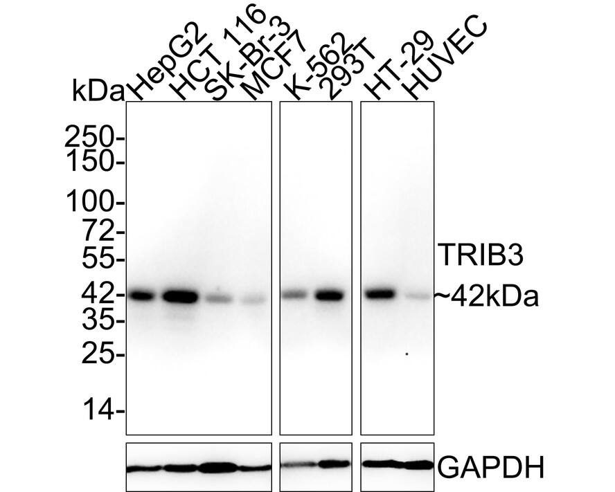 TRIB3 Antibody (PSH02-13)