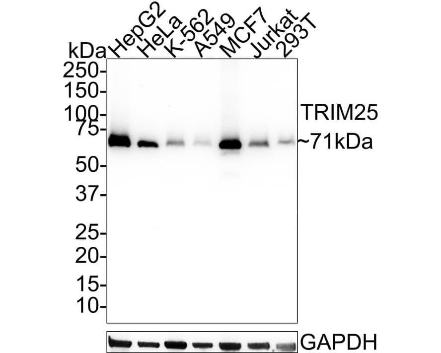 TRIM25 Antibody (JE57-43)