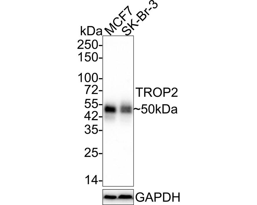 TROP-2 Antibody (A10G7-R)