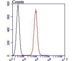 TRPV6 Antibody