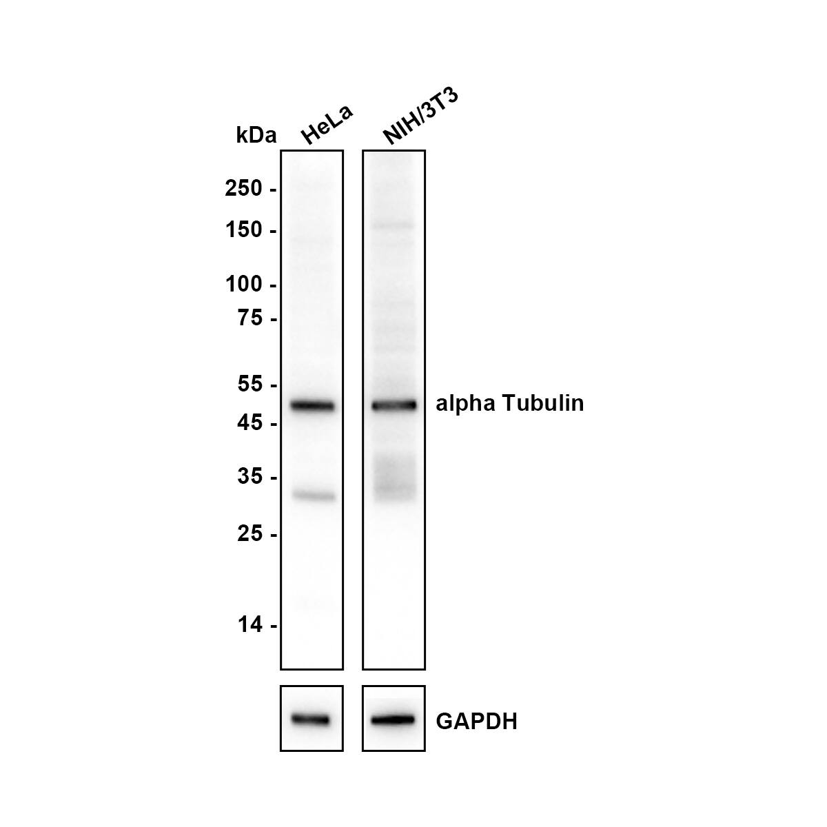 alpha Tubulin 3c Antibody Western Blot: alpha Tubulin 3c Antibody [NBP3-33065]