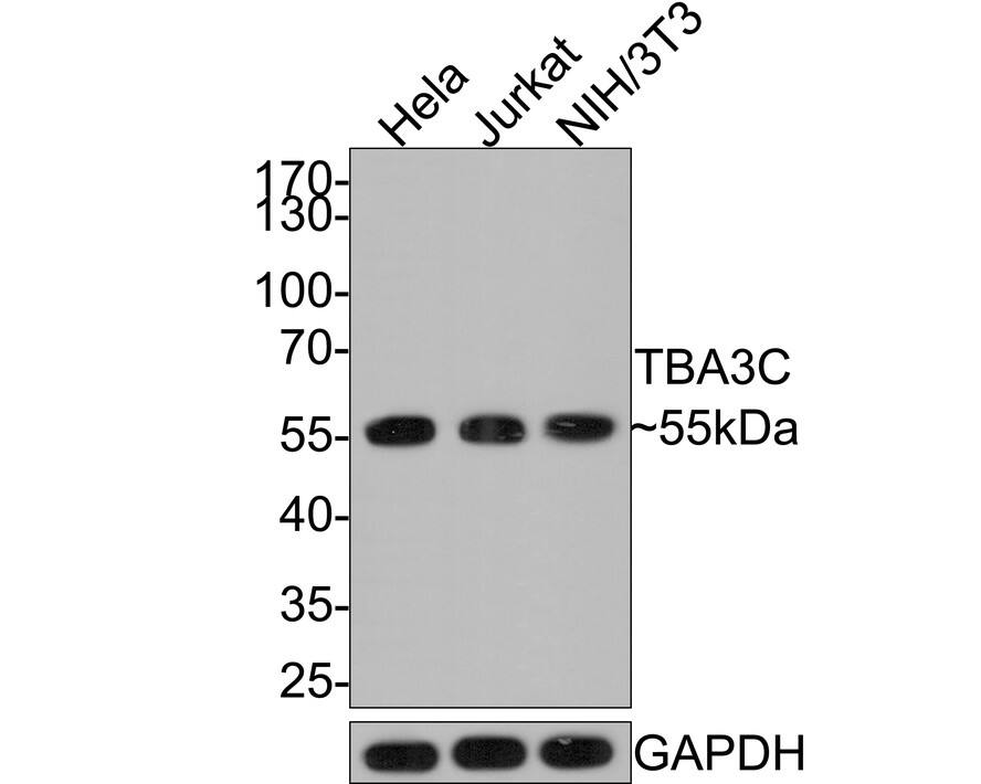 alpha Tubulin 3c Antibody