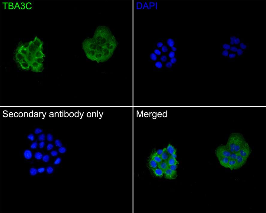alpha Tubulin 3c Antibody