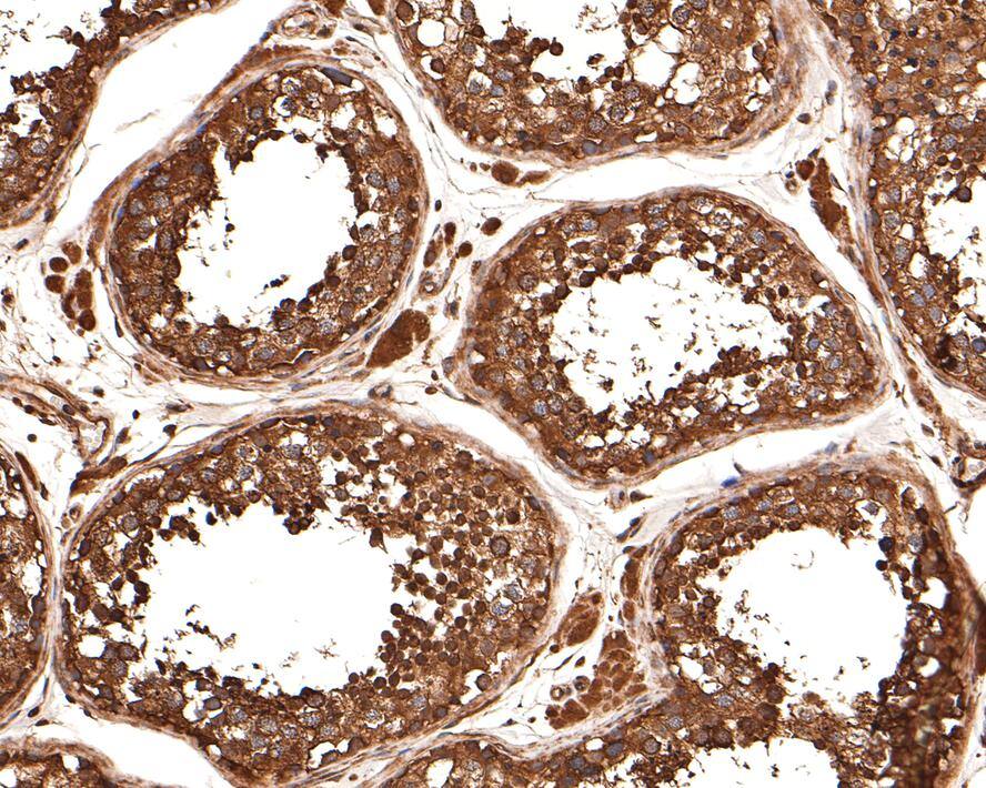 alpha Tubulin 3c Antibody
