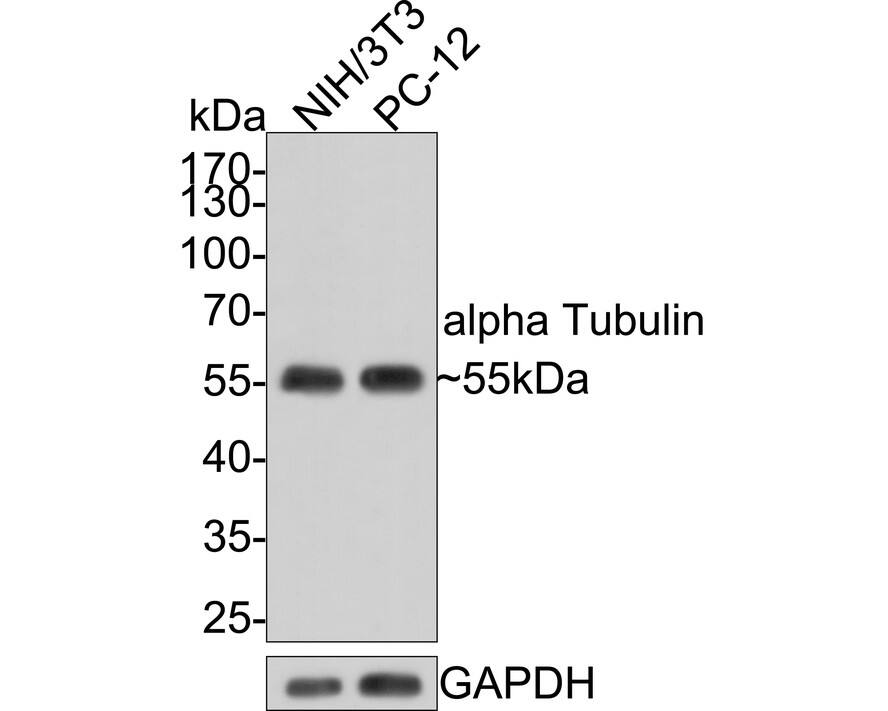alpha Tubulin 3c Antibody (PSH0-14) Western Blot: alpha Tubulin 3c Antibody (PSH0-14) [NBP3-33066]