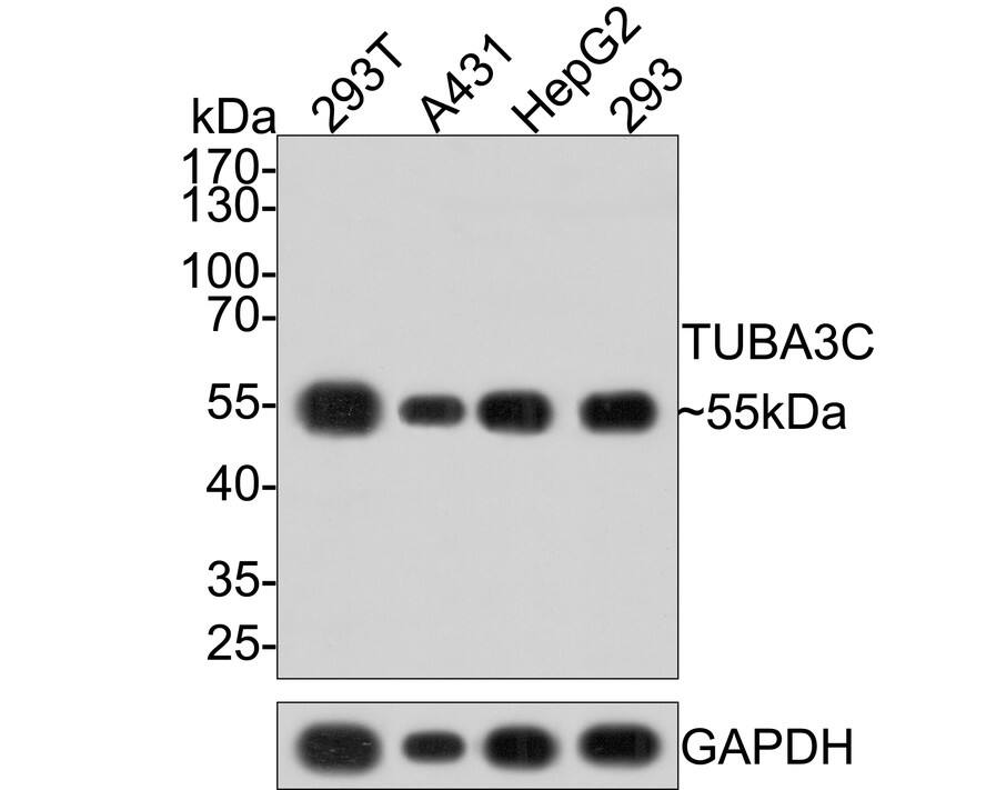 alpha Tubulin 3c Antibody (PSH0-14)