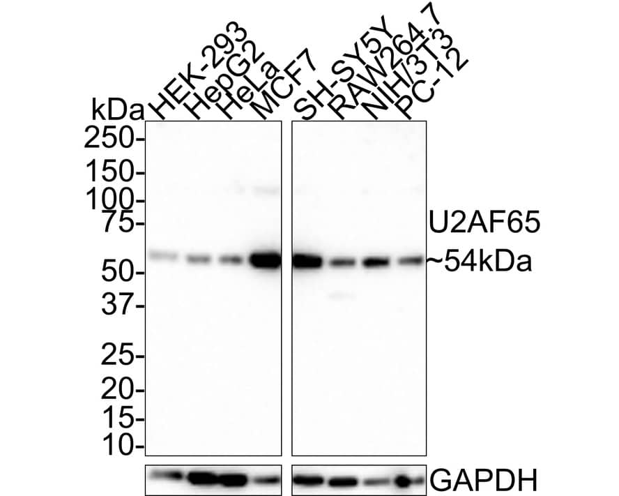 U2AF2 Antibody (JE36-33)