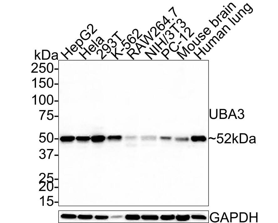 UBA3 Antibody (1B5-2-3-R)