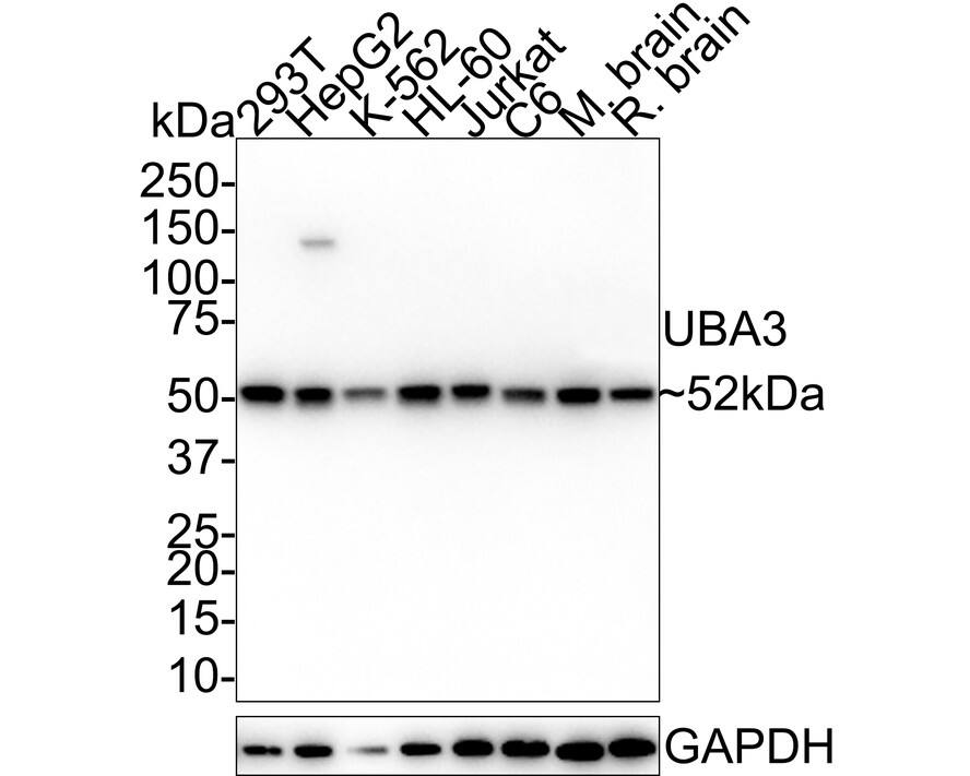 UBA3 Antibody (1B6-6-5-R)