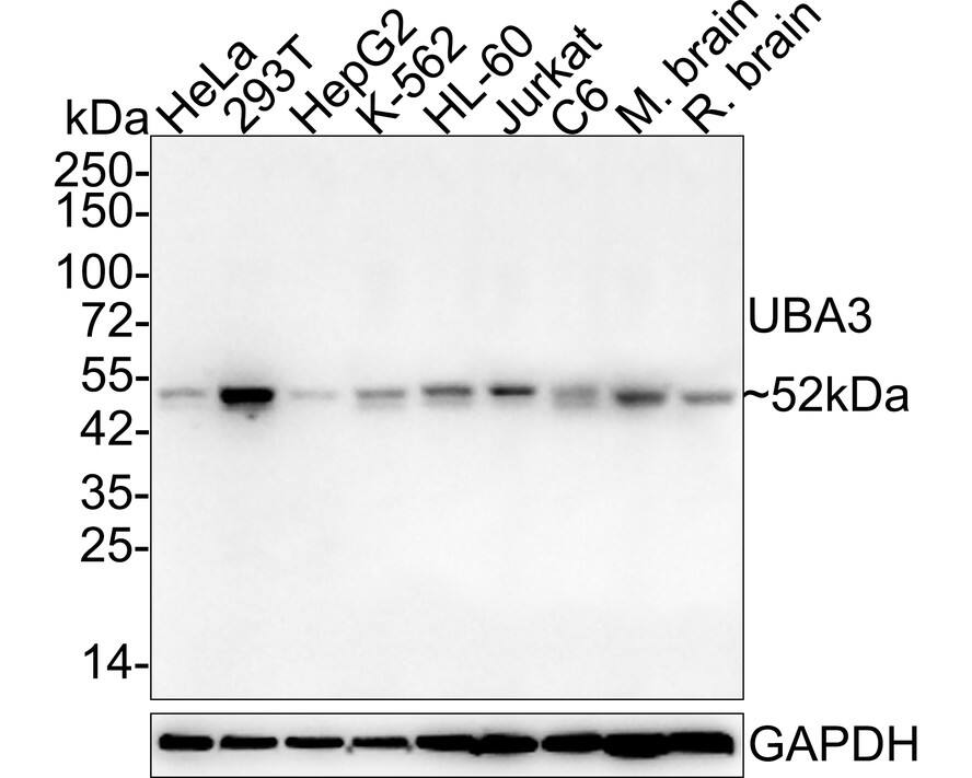 UBA3 Antibody (1C10-5-5-R)