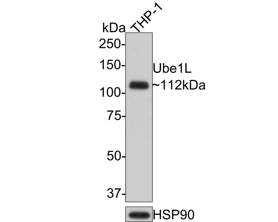 ISG15 Activating Enzyme/UBE1L Antibody (JE50-55)