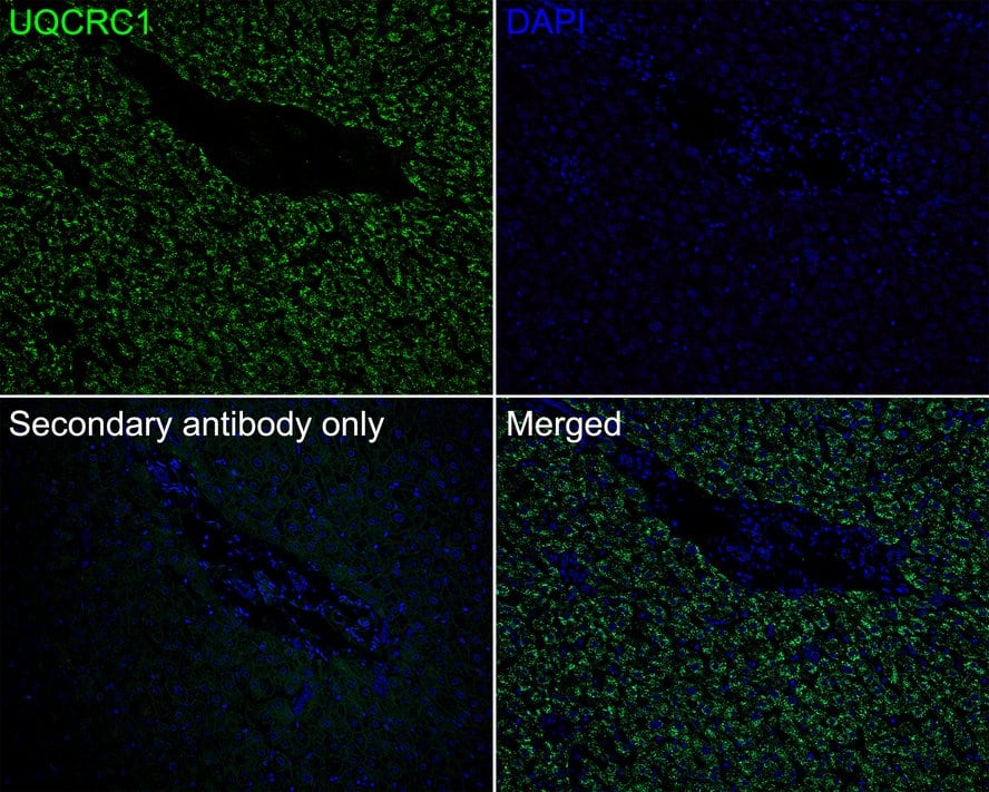 UQCRC1 Antibody (PSH01-23)