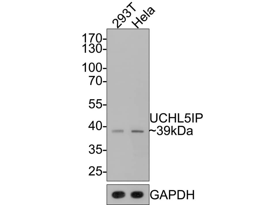 UIP1 Antibody (JE65-32)