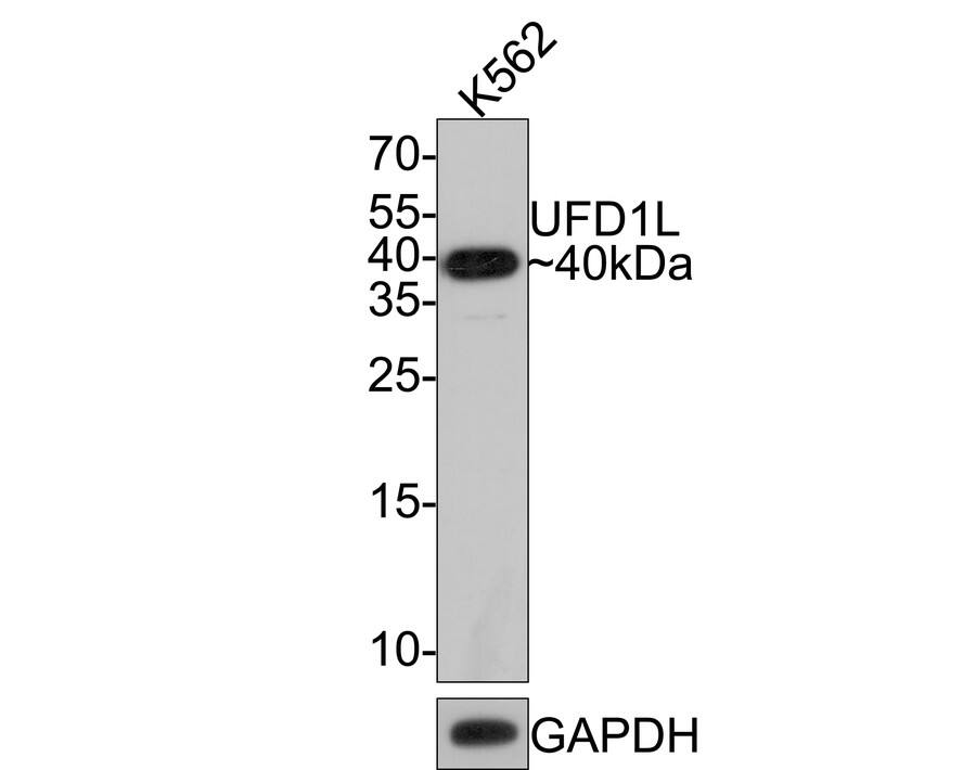 UFD1L Antibody (JE64-80)