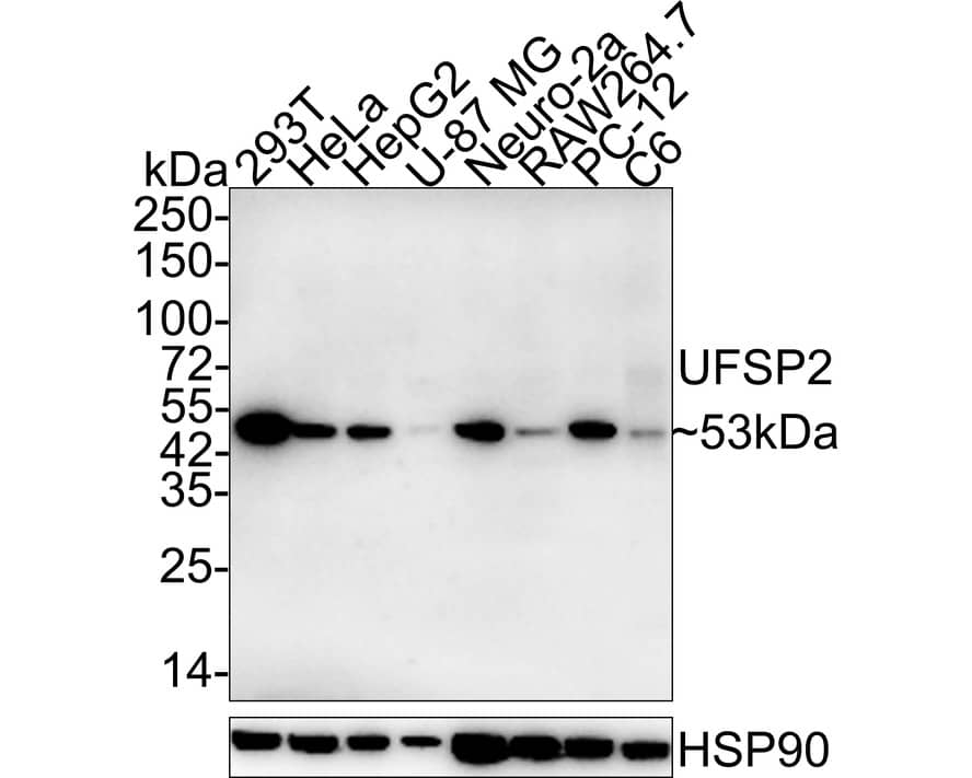 UFSP2 Antibody (PSH03-57)