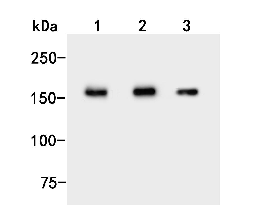 UGGT1 Antibody