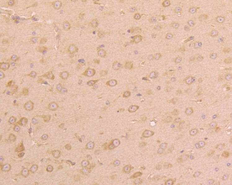 UGGT1 Antibody