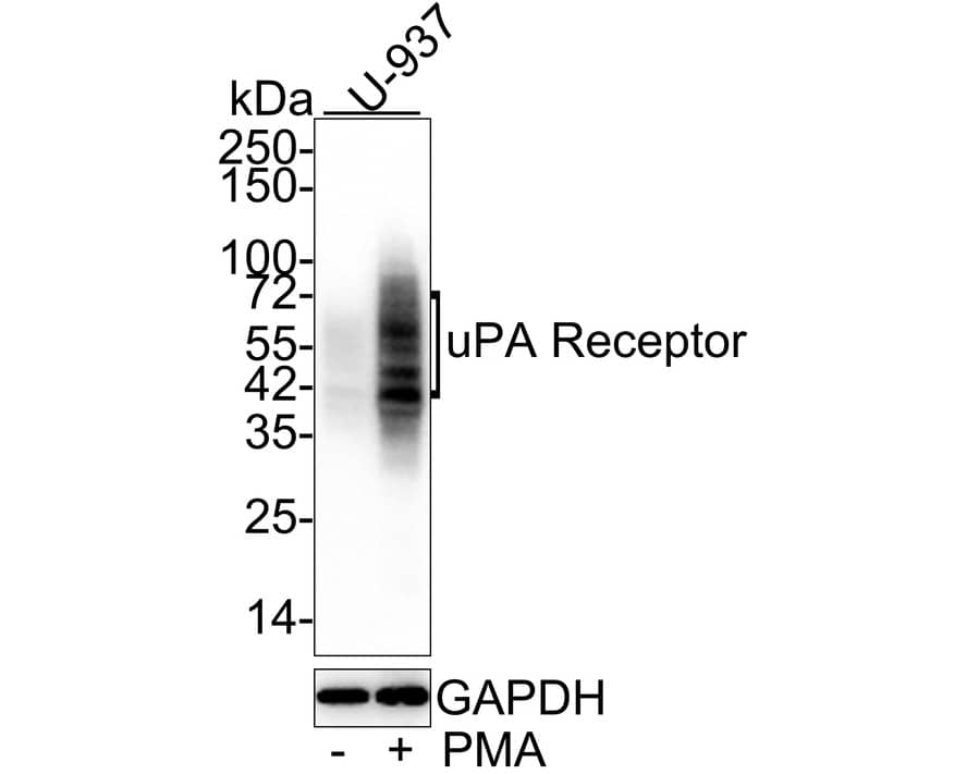 uPAR Antibody (A6E8-R)