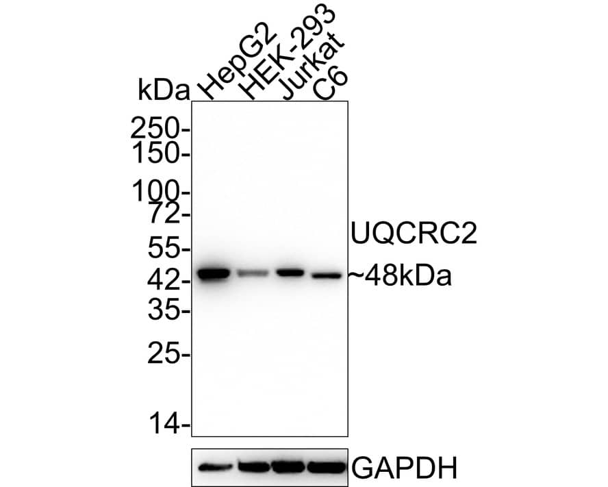 UQCRC2 Antibody (JE32-56)