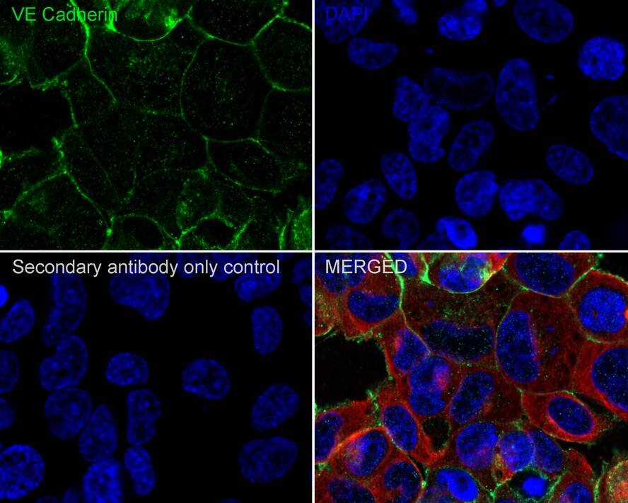 VE-Cadherin Antibody (PSH03-15)