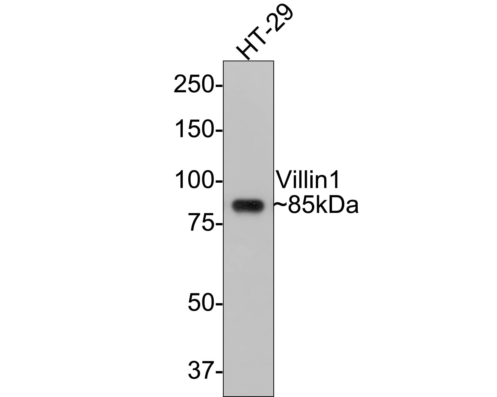 Villin 1 Antibody (C4)