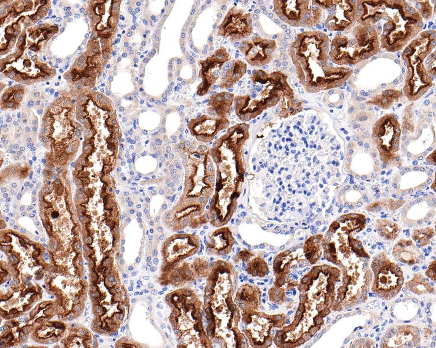 Villin 1 Antibody (C4)