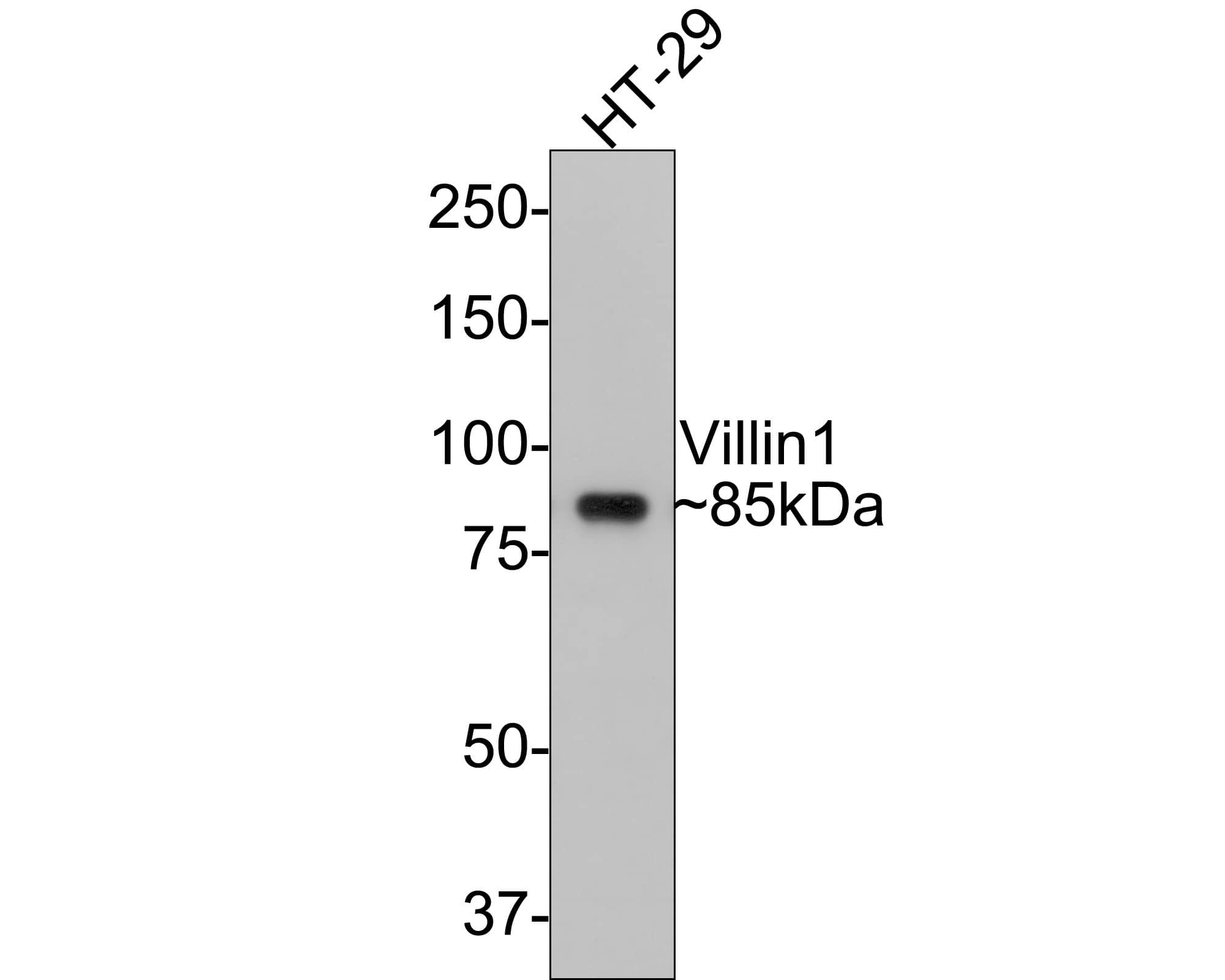 Villin 1 Antibody (A2)