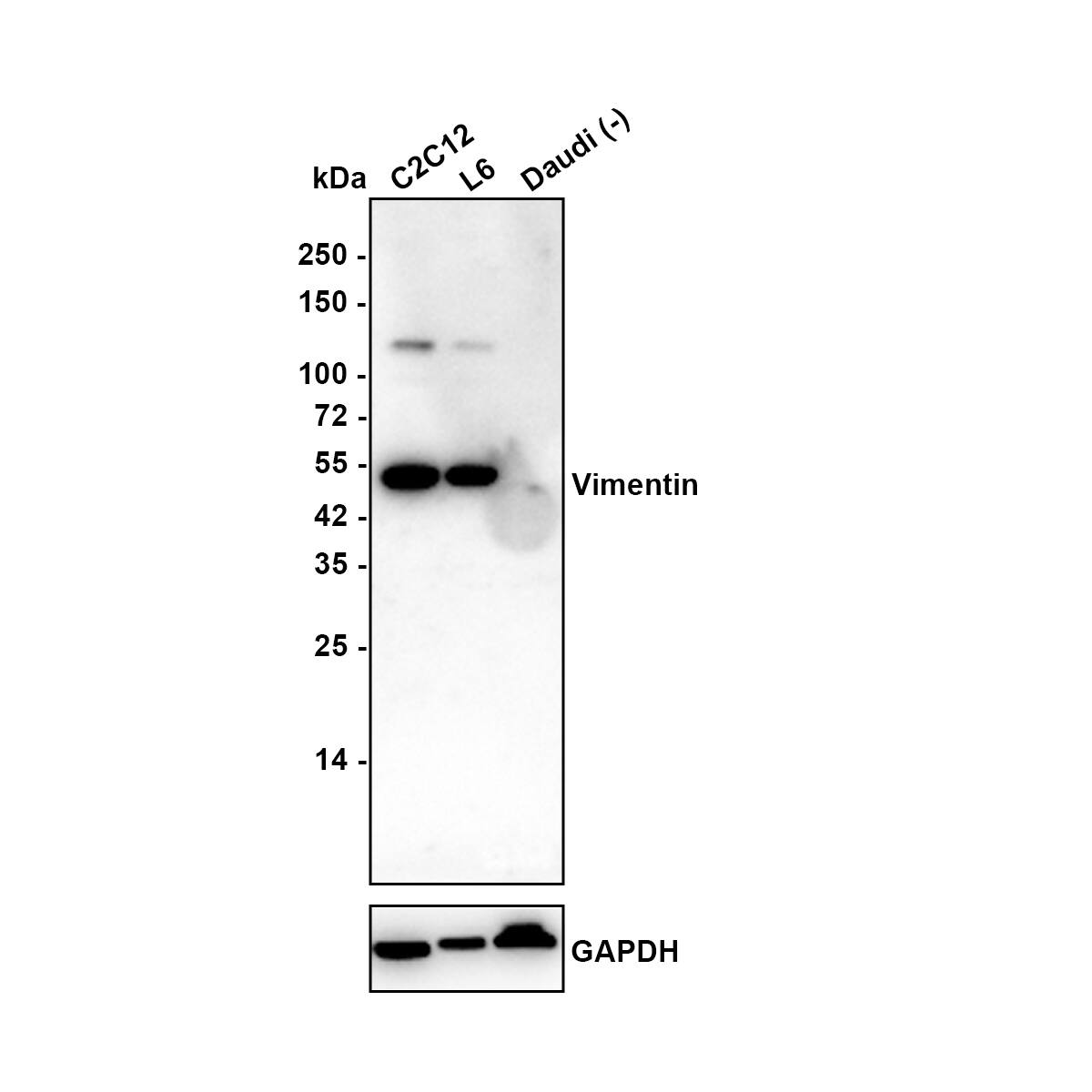 Vimentin Antibody (A6-C1-R) Western Blot: Vimentin Antibody (A6-C1-R) [NBP3-33092]