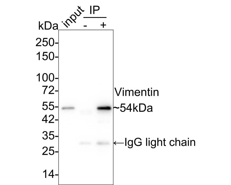 Vimentin Antibody (SC60-05)