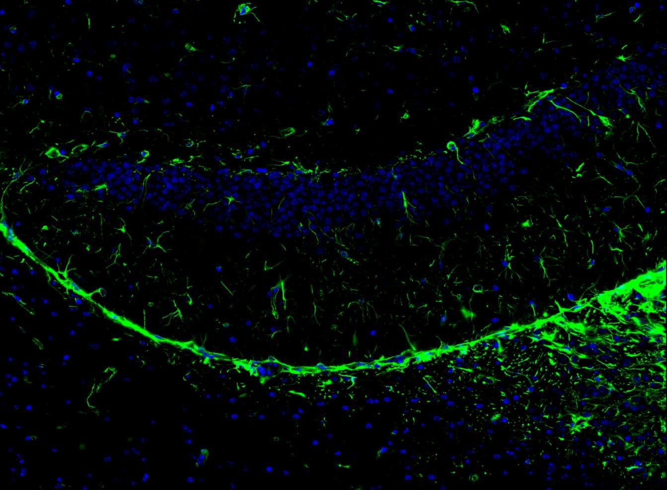Vimentin Antibody (SC60-05)
