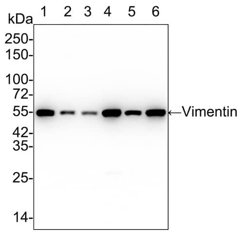 Vimentin Antibody (SC60-05)