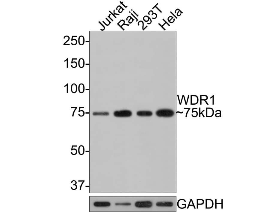 WDR1 Antibody (JE64-32)