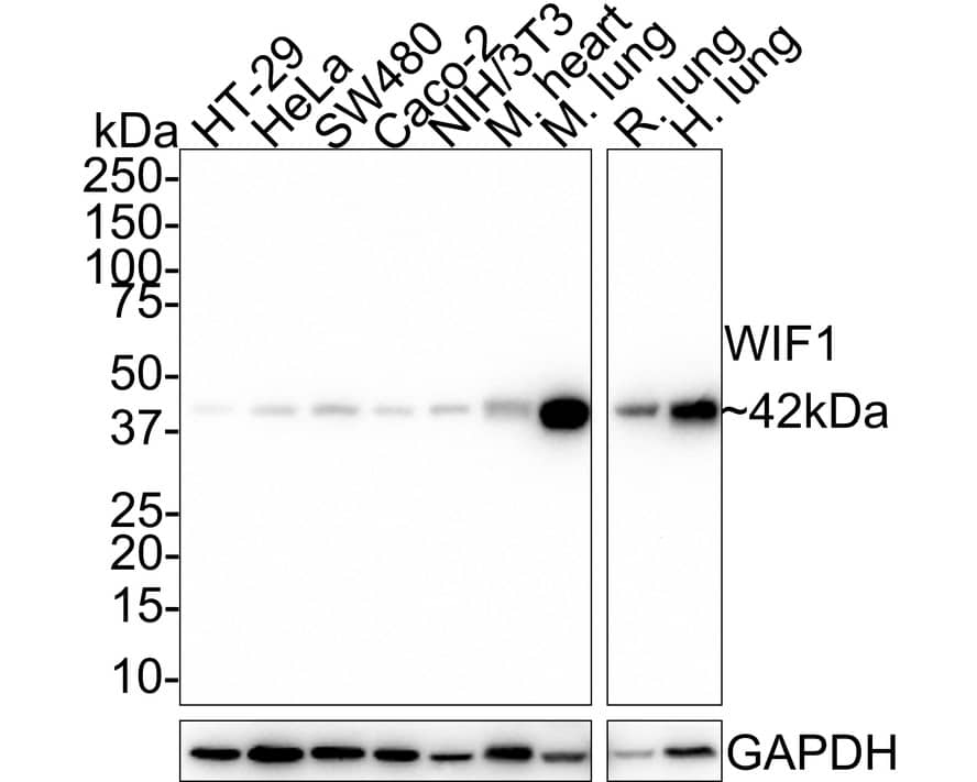 WIF-1 Antibody (JE41-39)