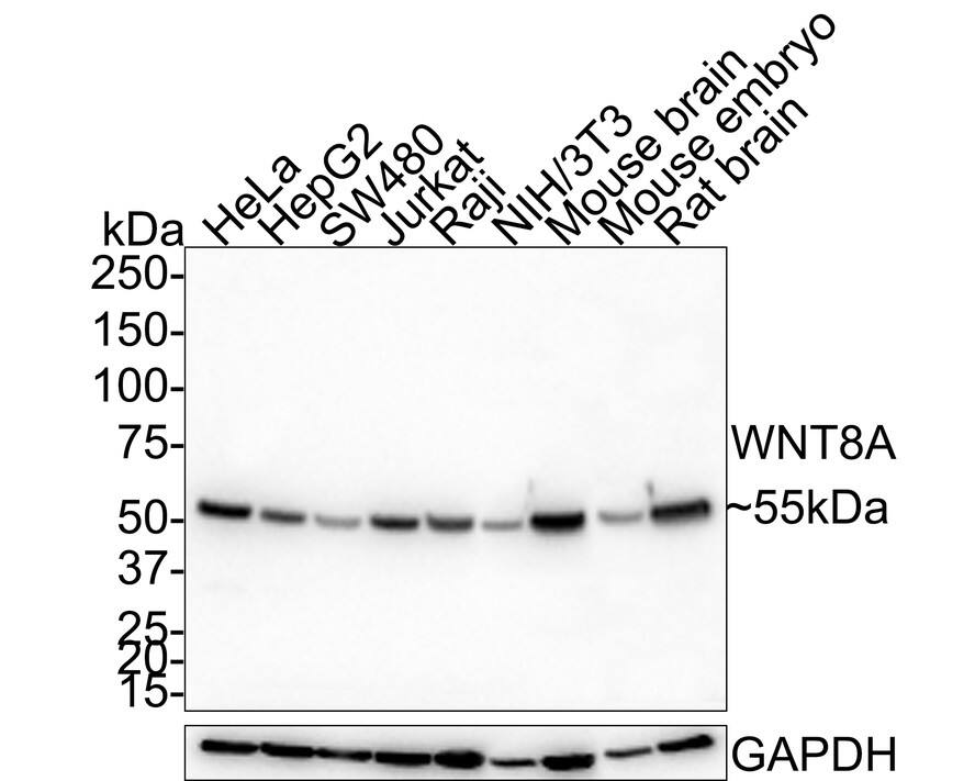 Wnt-8a Antibody (PSH0-39)