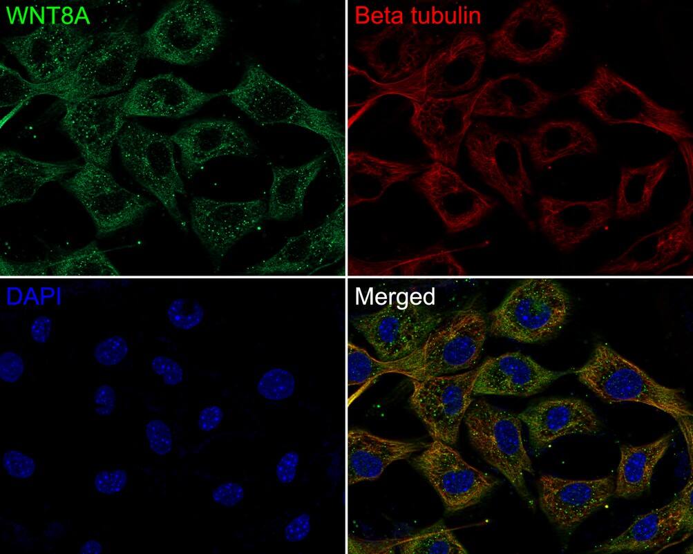 Wnt-8a Antibody (PSH0-39)