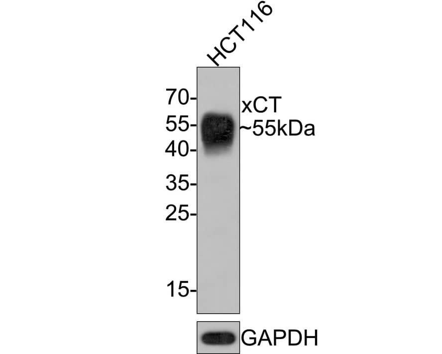 xCT Antibody (A7C6-R) Western Blot: xCT Antibody (A7C6-R) [NBP3-33104]